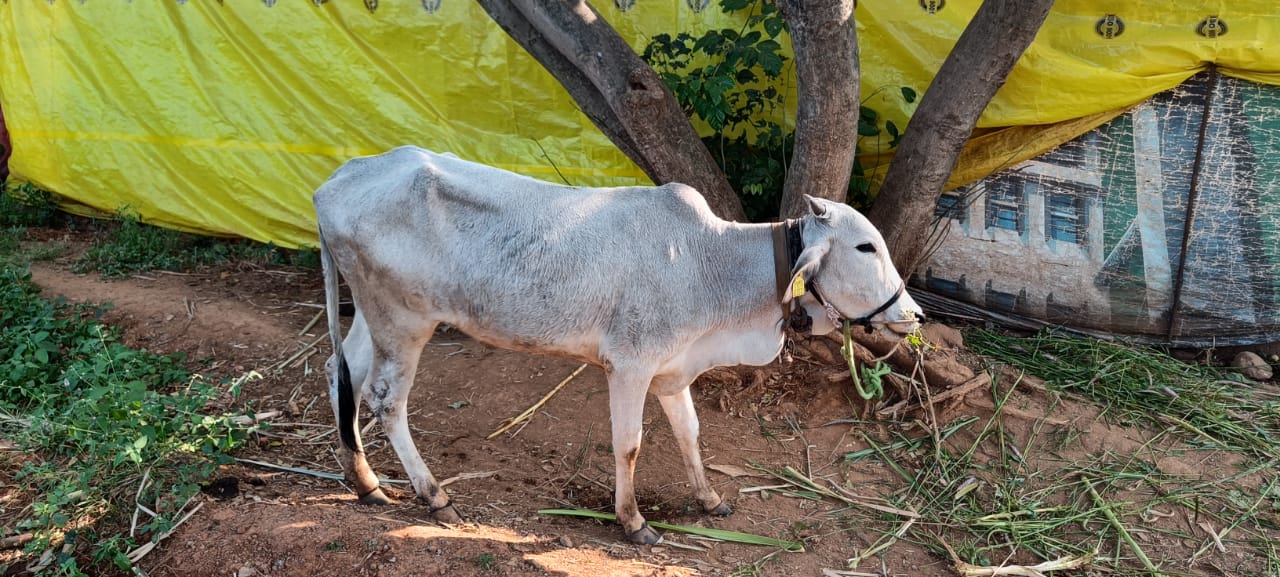 राज्यामध्ये लम्पी चर्मरोगाच्या सद्यस्थितीवर केंद्रीय संशोधन संस्थांकडून मार्गदर्शन घेण्याचे पशुसंवर्धन व दुग्धव्यवसाय विकास मंत्री राधाकृष्ण विखे पाटील यांचे निर्देश